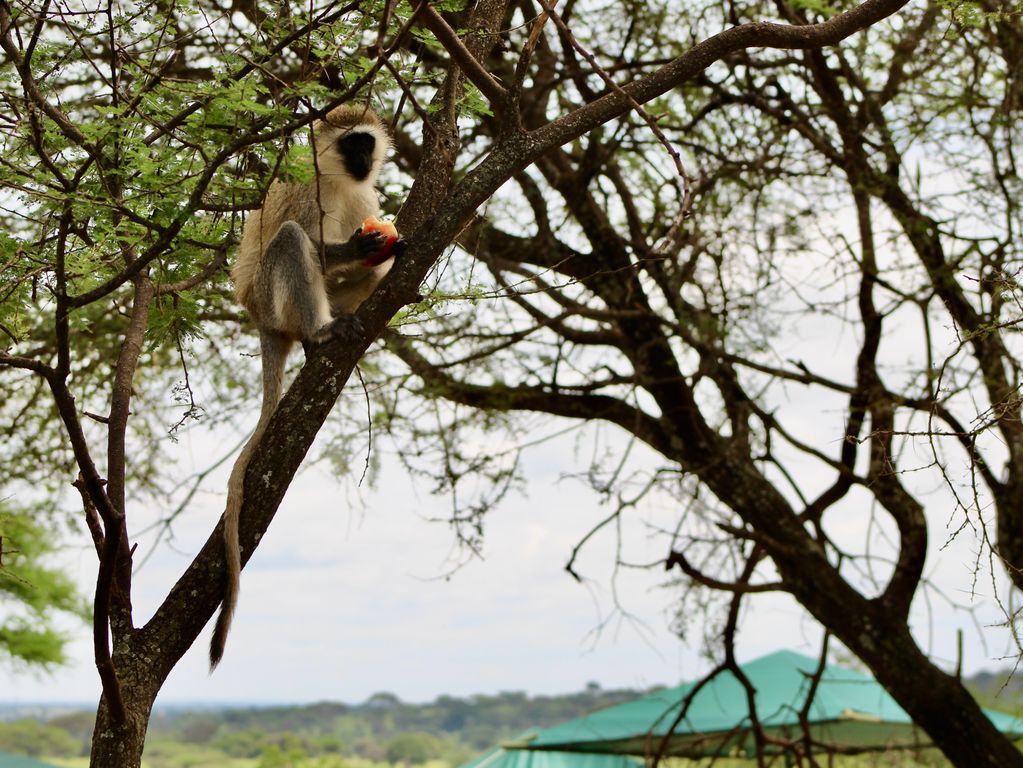 Vervet aap Tanzania